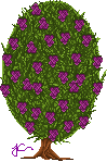 bush
