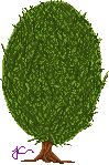 bush