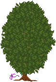 bush